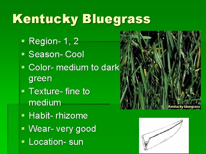 Kentucky Bluegrass § § § § Region- 1, 2 Season- Cool Color- medium to