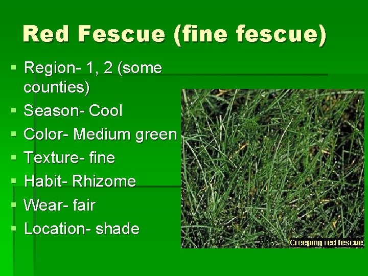 Red Fescue (fine fescue) § Region- 1, 2 (some counties) § Season- Cool §