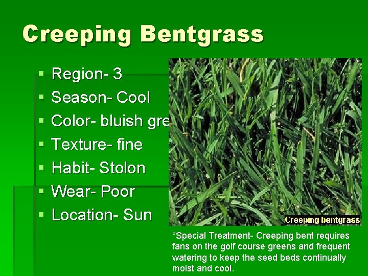 Creeping Bentgrass § § § § Region- 3 Season- Cool Color- bluish green Texture-