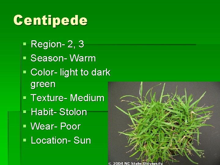 Centipede § § § § Region- 2, 3 Season- Warm Color- light to dark