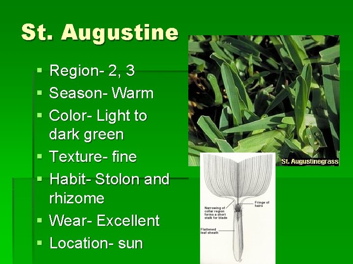 St. Augustine § § § § Region- 2, 3 Season- Warm Color- Light to