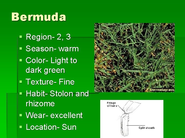 Bermuda § § § § Region- 2, 3 Season- warm Color- Light to dark