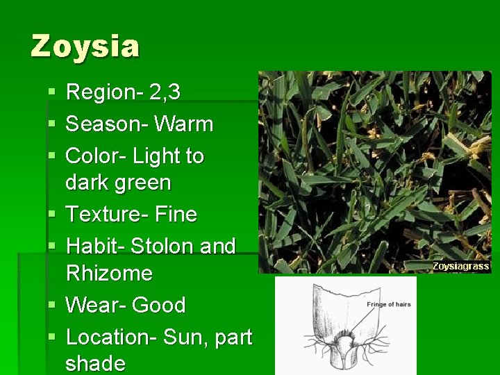 Zoysia § § § § Region- 2, 3 Season- Warm Color- Light to dark