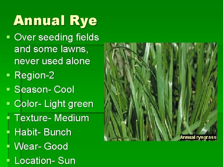 Annual Rye § Over seeding fields and some lawns, never used alone § Region-2