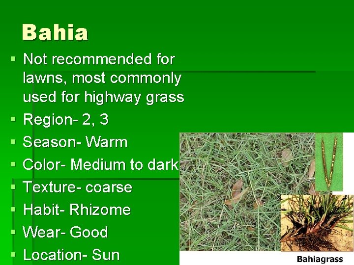 Bahia § Not recommended for lawns, most commonly used for highway grass § Region-