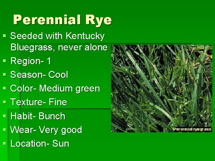 Perennial Rye § Seeded with Kentucky Bluegrass, never alone § Region- 1 § Season-