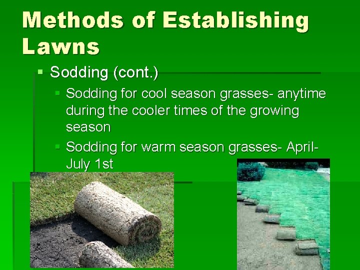 Methods of Establishing Lawns § Sodding (cont. ) § Sodding for cool season grasses-