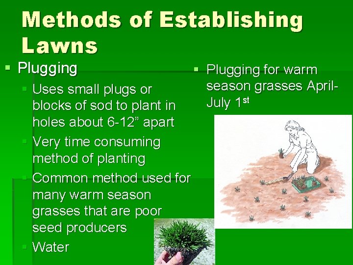 Methods of Establishing Lawns § Plugging § Uses small plugs or blocks of sod