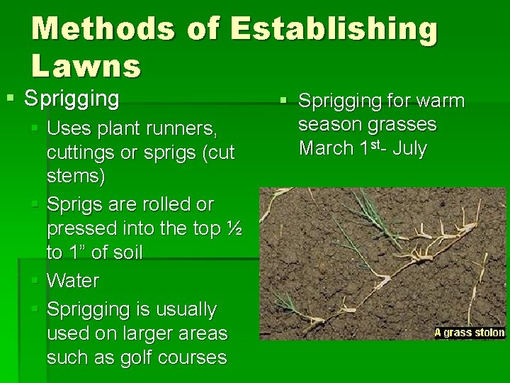 Methods of Establishing Lawns § Sprigging § Uses plant runners, cuttings or sprigs (cut