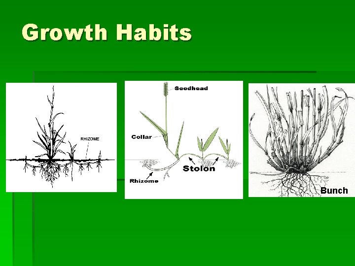 Growth Habits Bunch 