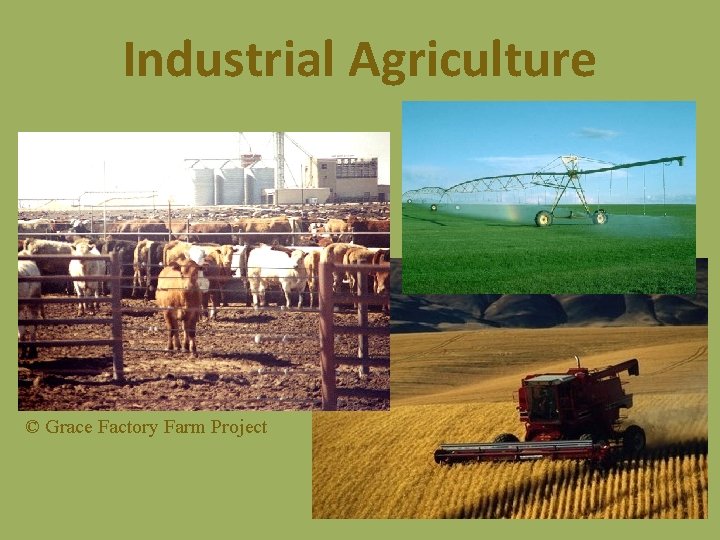 Industrial Agriculture © Grace Factory Farm Project 