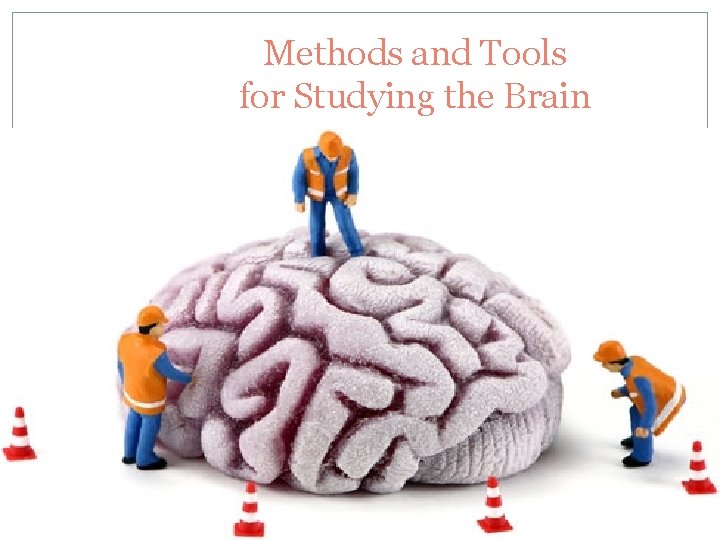 Methods and Tools for Studying the Brain 