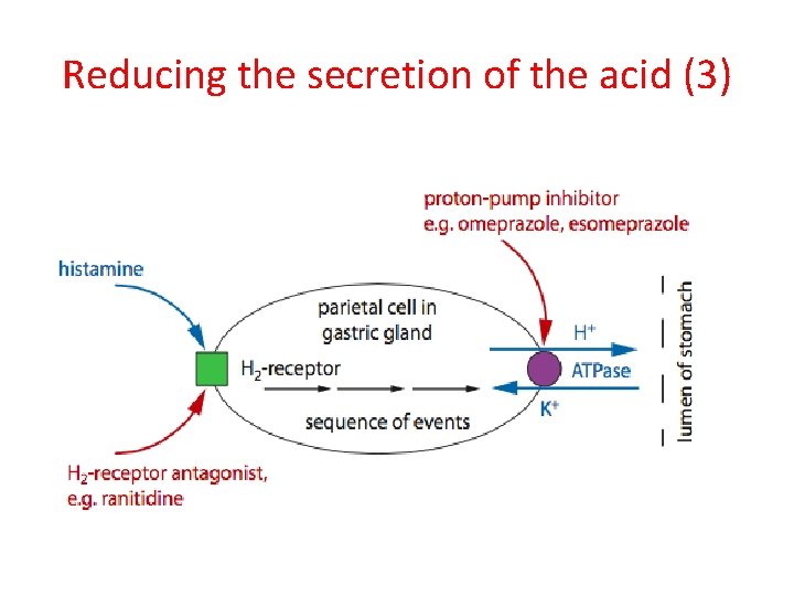 Reducing the secretion of the acid (3) 