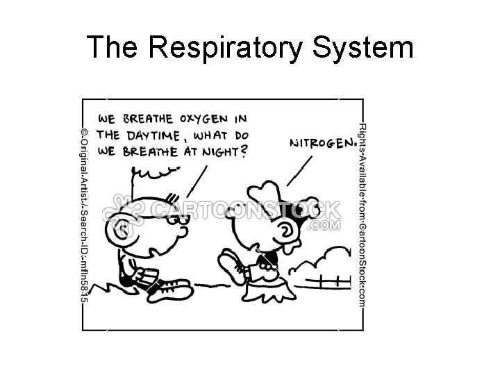 The Respiratory System 