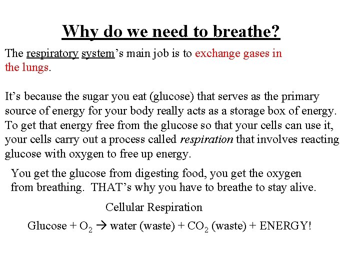 Why do we need to breathe? The respiratory system’s main job is to exchange