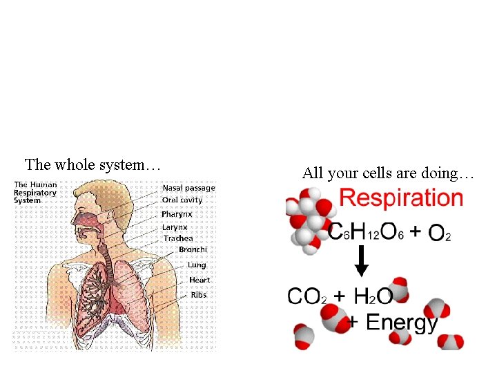 The whole system… All your cells are doing… 