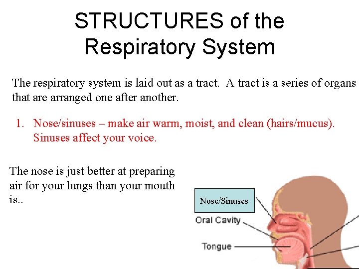 STRUCTURES of the Respiratory System The respiratory system is laid out as a tract.