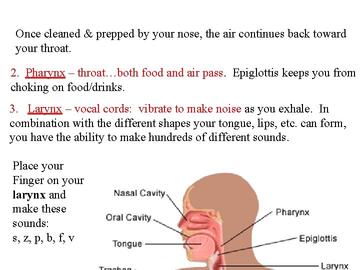 Once cleaned & prepped by your nose, the air continues back toward your throat.