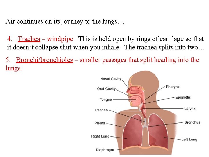 Air continues on its journey to the lungs… 4. Trachea – windpipe. This is