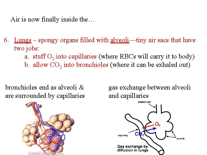 Air is now finally inside the… 6. Lungs – spongy organs filled with alveoli—tiny