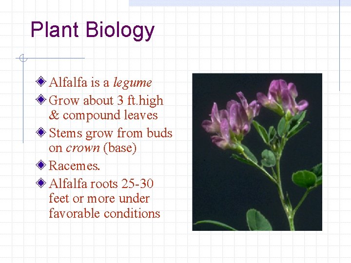 Plant Biology Alfalfa is a legume Grow about 3 ft. high & compound leaves