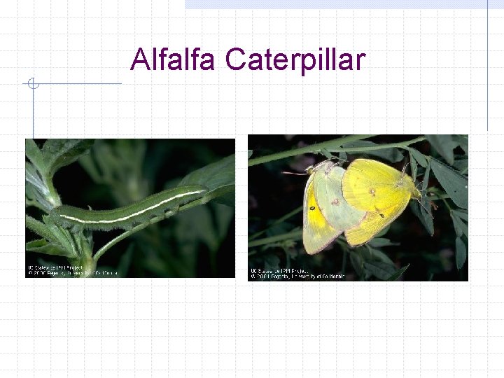 Alfalfa Caterpillar 