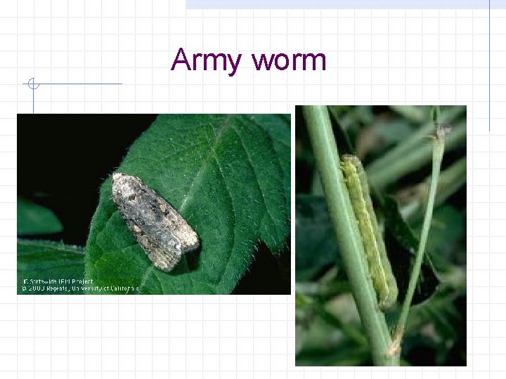 Army worm 