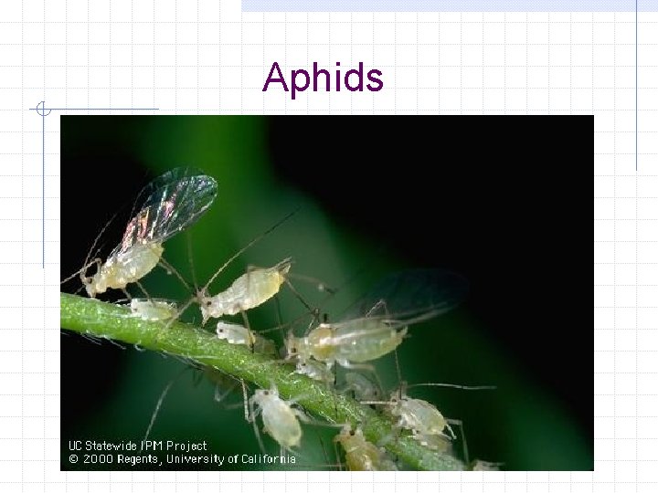 Aphids 