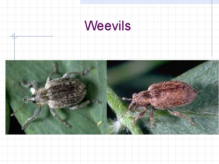 Weevils 