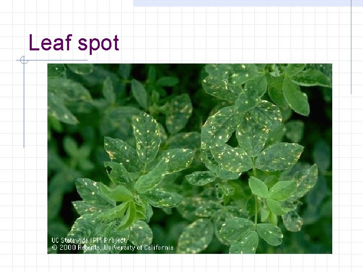 Leaf spot 