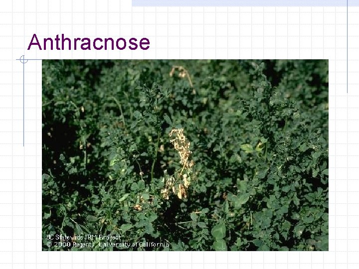 Anthracnose 