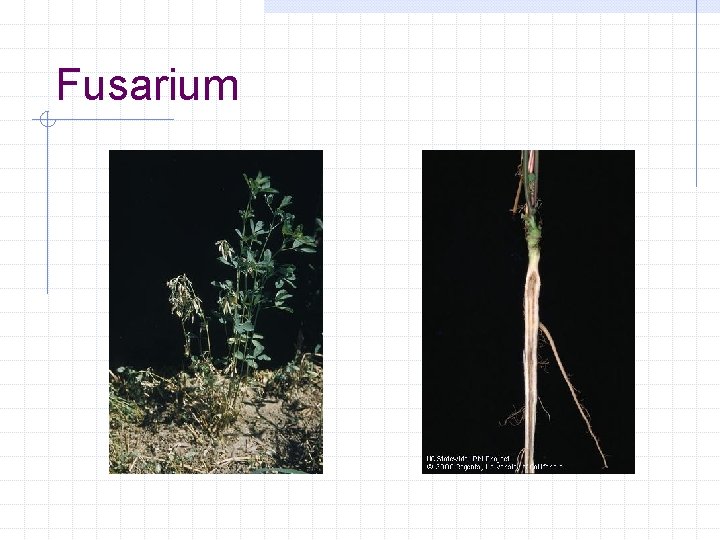 Fusarium 