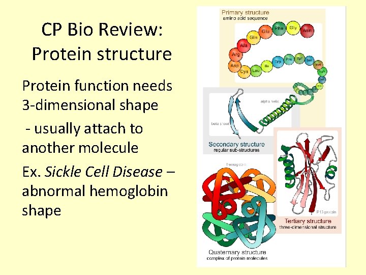 CP Bio Review: Protein structure Protein function needs 3 -dimensional shape - usually attach