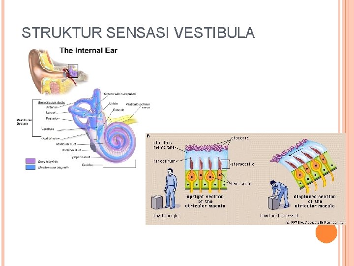 STRUKTUR SENSASI VESTIBULA STRUKTUR SENSASI VESTIBULA