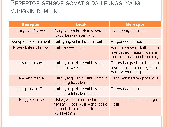 RESEPTOR SENSOR SOMATIS DAN FUNGSI YANG MUNGKIN DI MILIKI Reseptor Letak Ujung saraf bebas RESEPTOR SENSOR SOMATIS DAN FUNGSI YANG MUNGKIN DI MILIKI Reseptor Letak Ujung saraf bebas