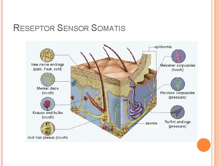 RESEPTOR SENSOR SOMATIS RESEPTOR SENSOR SOMATIS