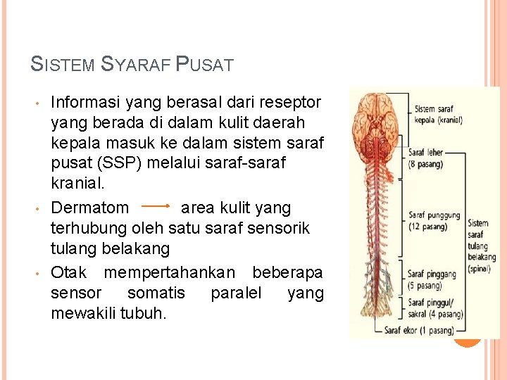 SISTEM SYARAF PUSAT • • • Informasi yang berasal dari reseptor yang berada di SISTEM SYARAF PUSAT • • • Informasi yang berasal dari reseptor yang berada di