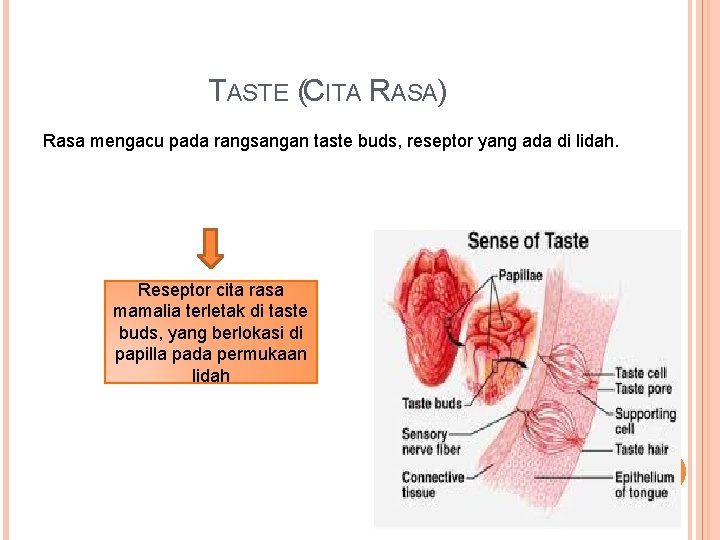 TASTE (CITA RASA) Rasa mengacu pada rangsangan taste buds, reseptor yang ada di lidah. TASTE (CITA RASA) Rasa mengacu pada rangsangan taste buds, reseptor yang ada di lidah.