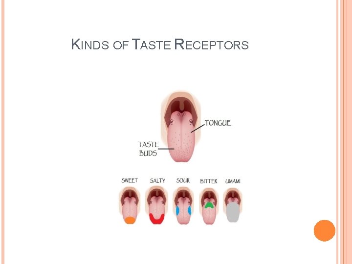 KINDS OF TASTE RECEPTORS KINDS OF TASTE RECEPTORS
