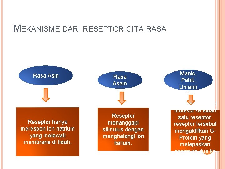MEKANISME DARI RESEPTOR CITA RASA Rasa Asin Reseptor hanya merespon ion natrium yang melewati MEKANISME DARI RESEPTOR CITA RASA Rasa Asin Reseptor hanya merespon ion natrium yang melewati
