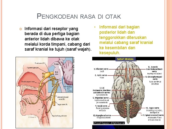 PENGKODEAN RASA DI OTAK • Informasi dari bagian Informasi dari reseptor yang posterior lidah PENGKODEAN RASA DI OTAK • Informasi dari bagian Informasi dari reseptor yang posterior lidah