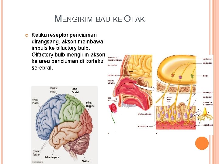 MENGIRIM BAU KE OTAK Ketika reseptor penciuman dirangsang, akson membawa impuls ke olfactory bulb. MENGIRIM BAU KE OTAK Ketika reseptor penciuman dirangsang, akson membawa impuls ke olfactory bulb.