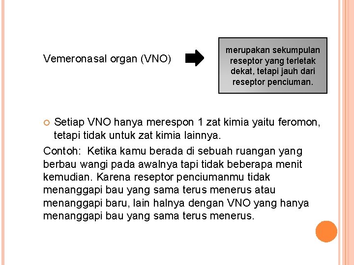Vemeronasal organ (VNO) merupakan sekumpulan reseptor yang terletak dekat, tetapi jauh dari reseptor penciuman. Vemeronasal organ (VNO) merupakan sekumpulan reseptor yang terletak dekat, tetapi jauh dari reseptor penciuman.