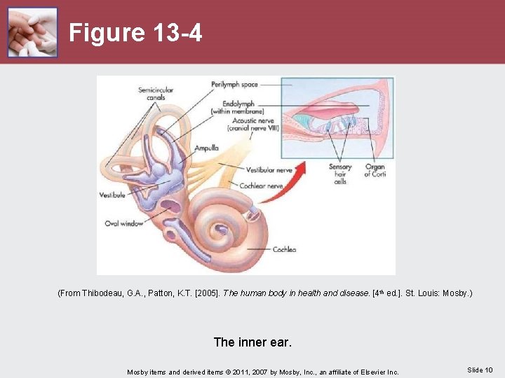 Figure 13 -4 (From Thibodeau, G. A. , Patton, K. T. [2005]. The human