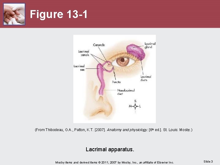 Figure 13 -1 (From Thibodeau, G. A. , Patton, K. T. [2007]. Anatomy and