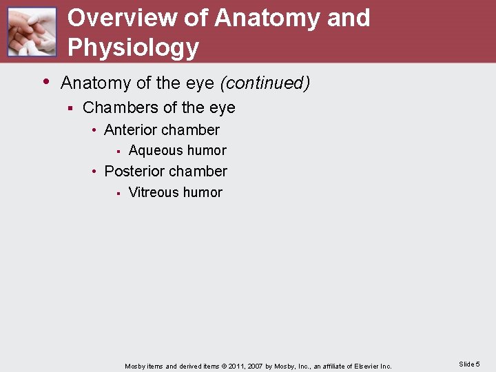 Overview of Anatomy and Physiology • Anatomy of the eye (continued) § Chambers of