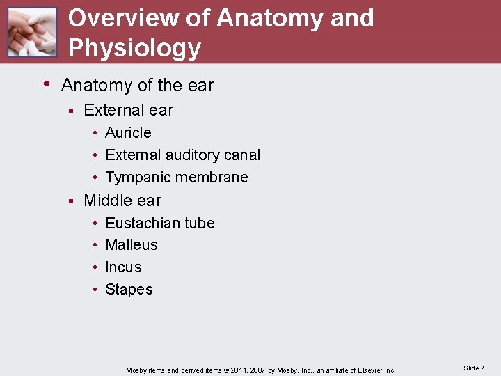 Overview of Anatomy and Physiology • Anatomy of the ear § External ear •