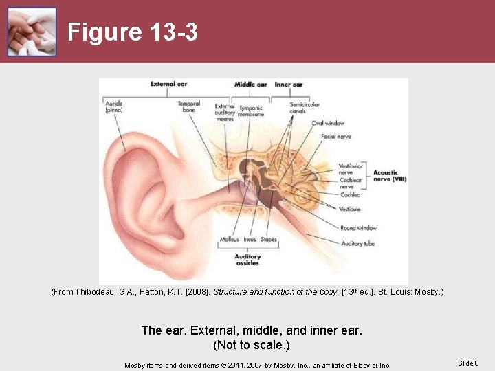 Figure 13 -3 (From Thibodeau, G. A. , Patton, K. T. [2008]. Structure and