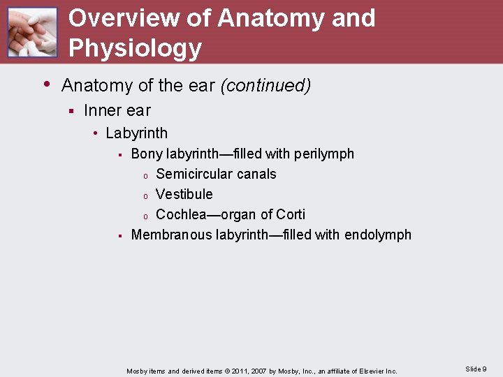 Overview of Anatomy and Physiology • Anatomy of the ear (continued) § Inner ear