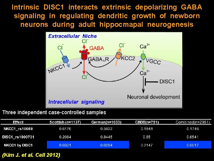 Intrinsic DISC 1 interacts extrinsic depolarizing GABA signaling in regulating dendritic growth of newborn